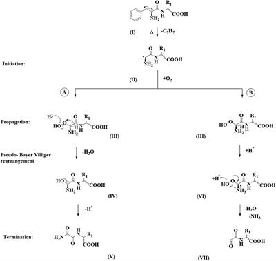 “Thermal Peroxidation” of Dietary Pentapeptides Yields N-Terminal 1,2-Dicarbonyls